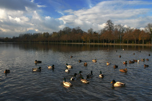 Etangs de La Hotoie à Amiens